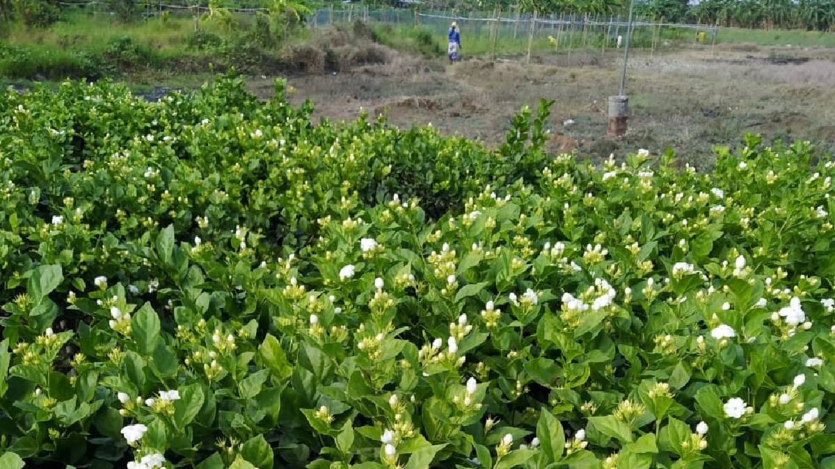 Farmers are worried about the decline in flower production in Vasai due to climate change
