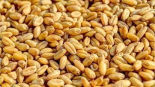 The total production of wheat in the country this years Rabi season has reached about 1132 lakh tonnes