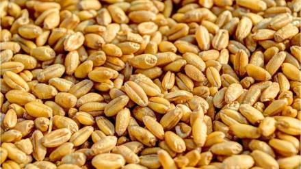 The total production of wheat in the country this years Rabi season has reached about 1132 lakh tonnes