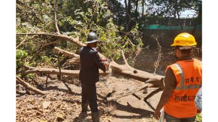 Two trees fell in Thane and damaging a car Firefighters injured while removing the tree