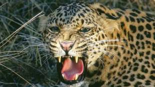 There are currently 54 leopards, including 4 cubs in the Aarey colony adjacent to Sanjay Gandhi National Park