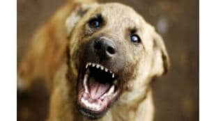14 thousand 248 citizens have been bitten by dogs in Kalyan Dombivali in a year