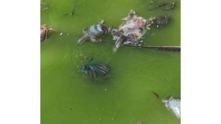 An incident occurred in which 55 turtles died at once in Siddheshwar Lake in Solapur