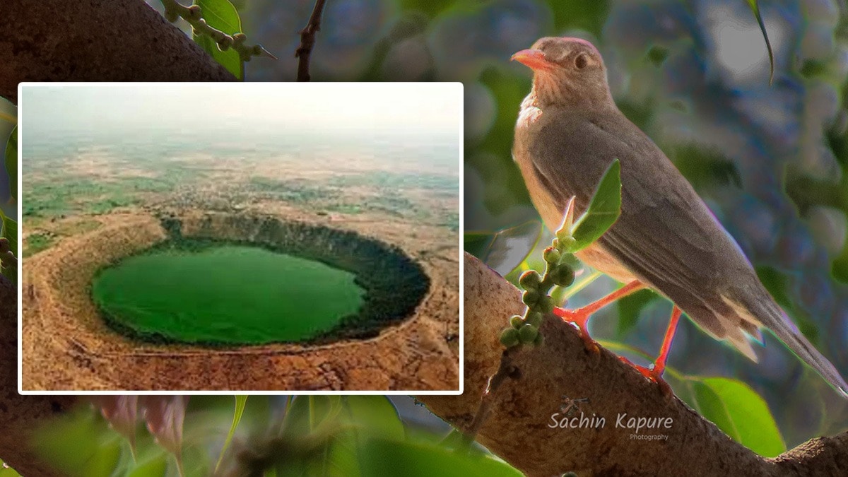 rare bird indian blackbird sighted bird watcher Lonar Lake buldhana