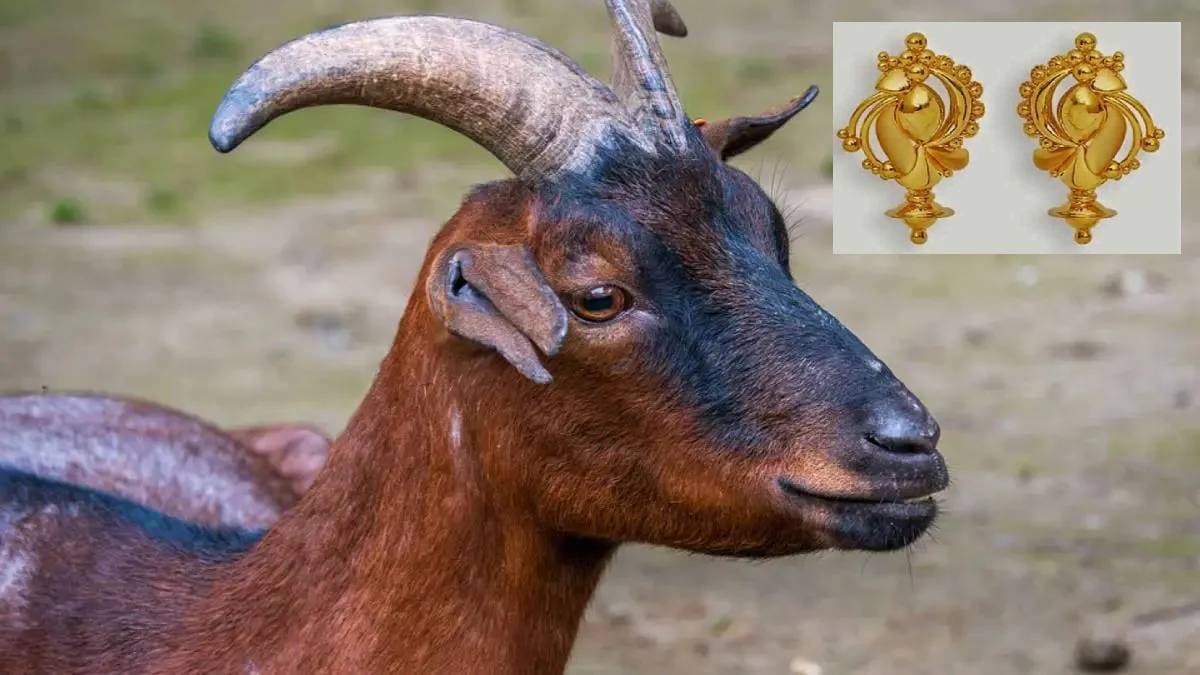 A gold earring swallowed by a goat in Sangli was removed from its stomach after surgery