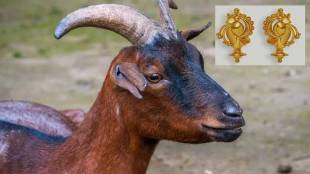 A gold earring swallowed by a goat in Sangli was removed from its stomach after surgery