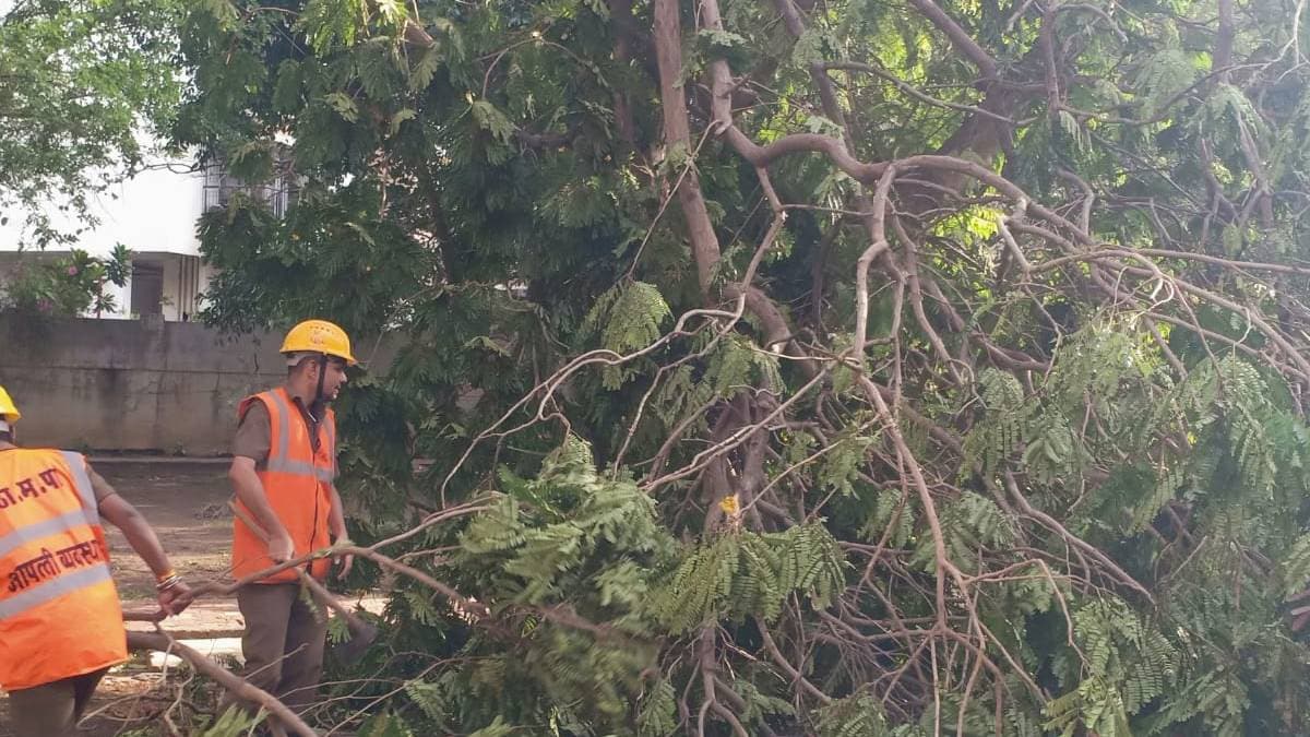 A total of 19 trees fell in various parts of Thane city due to rain