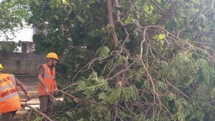 A total of 19 trees fell in various parts of Thane city due to rain
