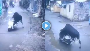 A stray bull in Uttarakhands Rishikesh dragging a scooter on a road