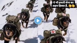 Video : जखमी जवानांसाठी औषधं घेऊन जातात हे आर्मी डॉग; श्वानांच्या पथकाचा व्हिडीओ होतोय व्हायरल