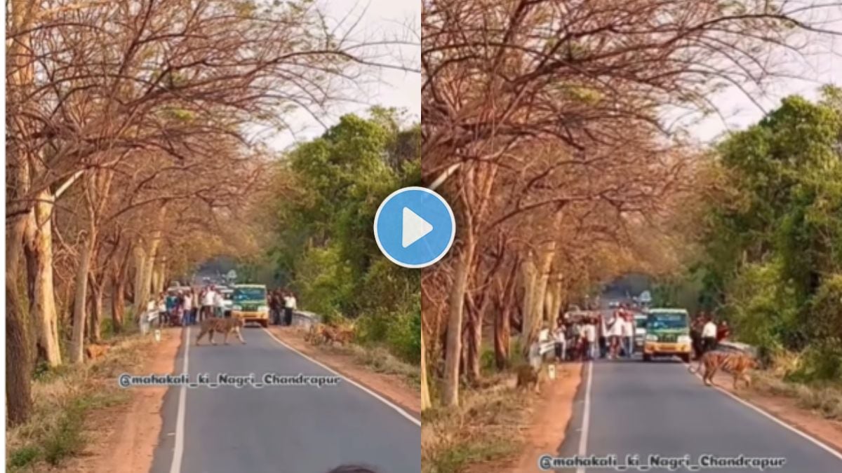 Four tigers walking on Tadoba road while tourists watch and break rules