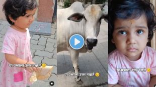 Little girl feeds roti to cow and asks why it didn’t say thank you