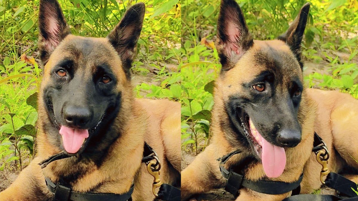 CRPF female dog who died after 200 bee stings during anti-Maoist operation
