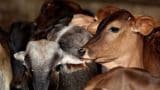 Aligarh cow vigilante assault victim's meat confirmed as non-beef by forensic lab