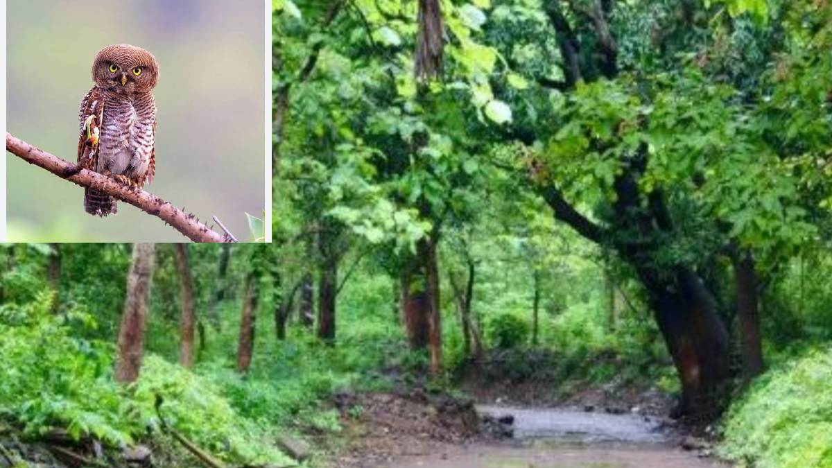 Animal census conducted in traditional manner on Buddha Purnima in Tungareshwar wildlife Sanctuary Vasai