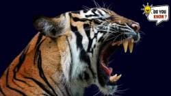 5 Animals With The Strongest Bites: जगात कोणत्या प्राण्यांचे सगळ्यात मोठ तोंड तर कोणत्या प्राण्यांचे दात शक्तिशाली असतात? जाणून घ्या