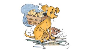 emotional dog story heavy rain marathi lokrang