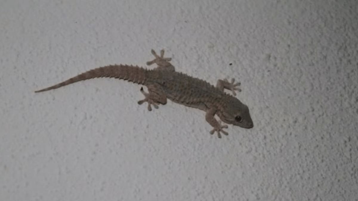 Can lizards bite humans