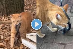 Cat Snake Viral Video | animals video viral