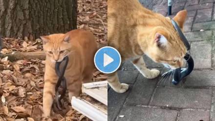 Cat Snake Viral Video | animals video viral