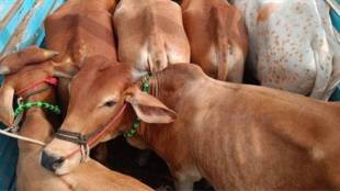 Cow Smuggler