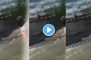 Crocodile Attack Video