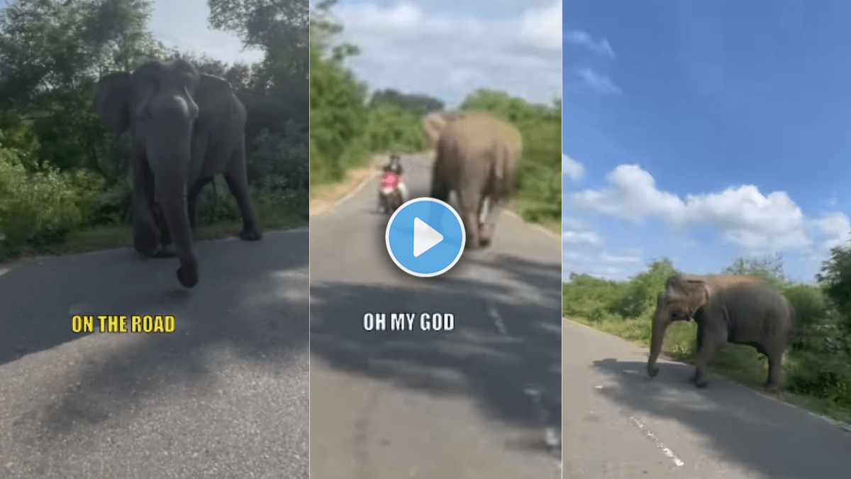 Elephant charges at man in forest Canadian vlogger