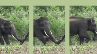 Elephant intelligently neutralises electric fence in viral video Internet applauds its intelligence