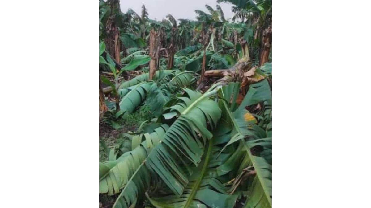 Farmers are now facing difficulties in getting compensation for losses caused by hailstorms