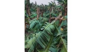 Farmers are now facing difficulties in getting compensation for losses caused by hailstorms