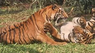 Fight between two tigers in Tadoba Andhari Tiger Reserve Nagpur news