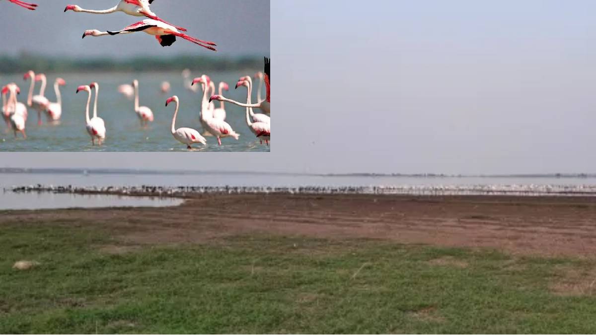 Flamingos have started migrating homeward in the catchment area of ​​Ujani Dam