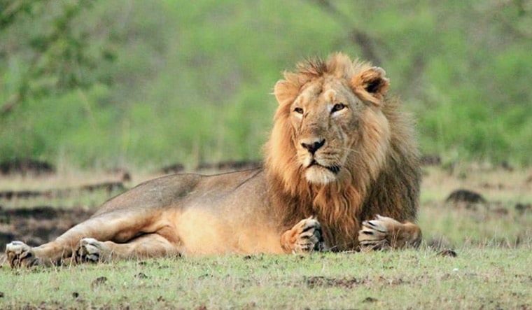 Lion Census in Gujrat
