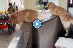 Golden Retriever cute interaction with a fruit vendor