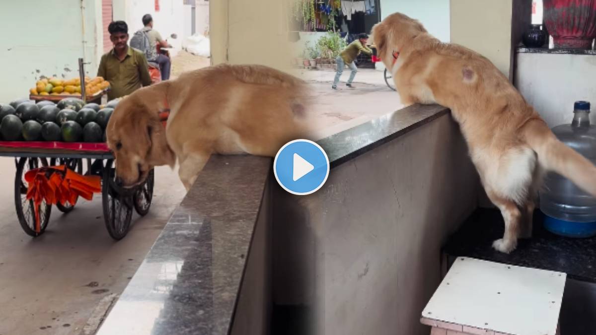 Golden Retriever cute interaction with a fruit vendor