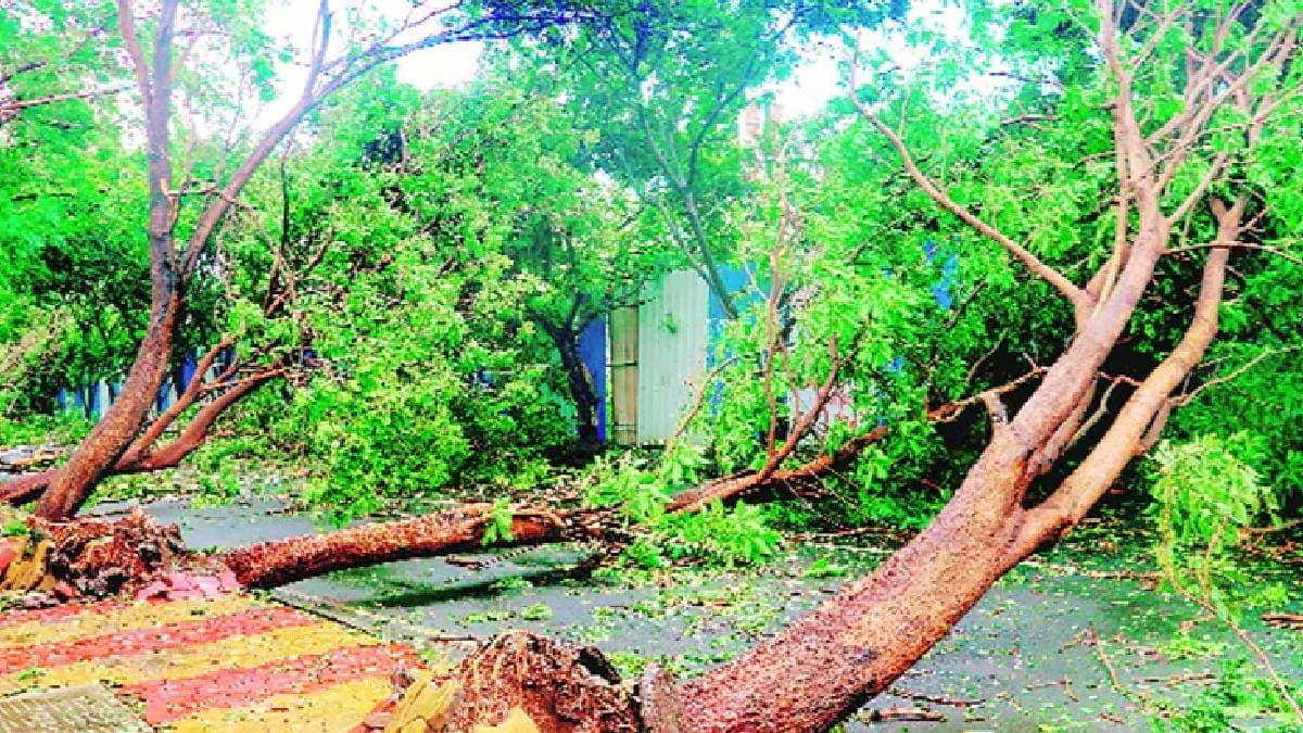 Heavy rains in Pune city led to tree fall at 54 places