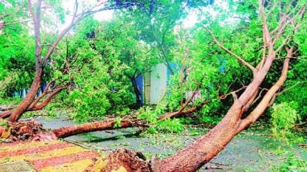 Heavy rains in Pune city led to tree fall at 54 places