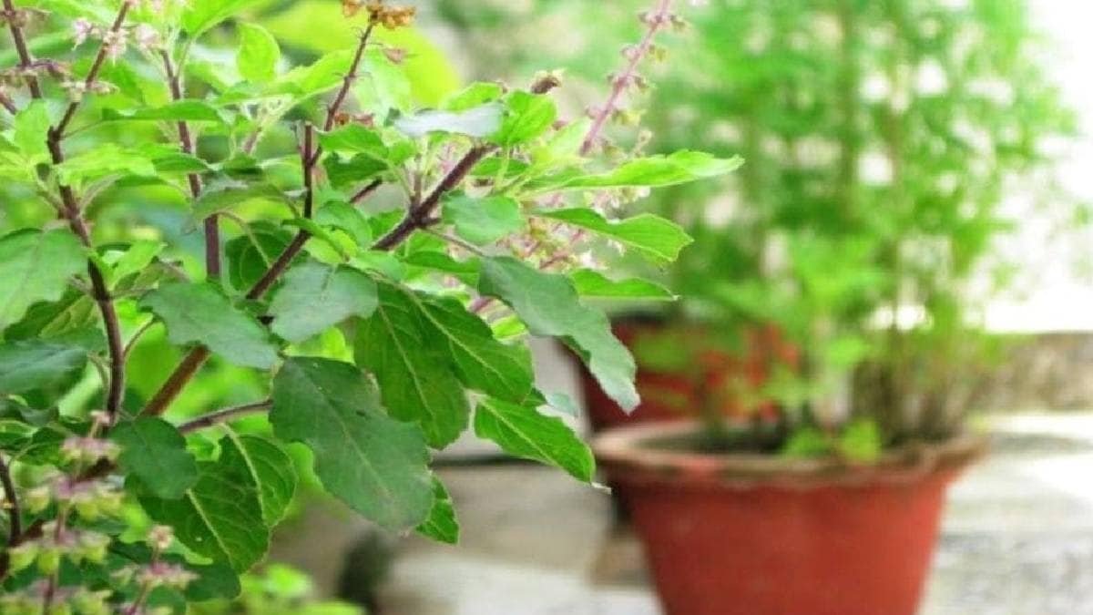 tulsi plant care tips | How To Make Tulsi Plant Green summer
