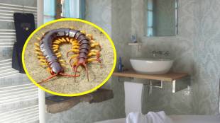 How to get rid of centipedes in house naturally