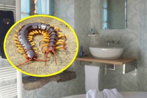 How to get rid of centipedes in house naturally