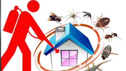 Illegal pest control work poses a serious health risk in thane news