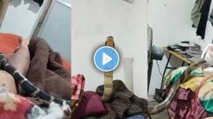 King Cobra viral video