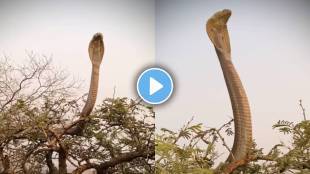 King Cobra viral video