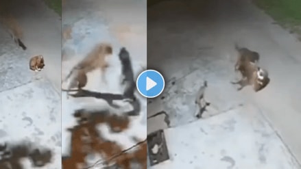 Leporad Attack