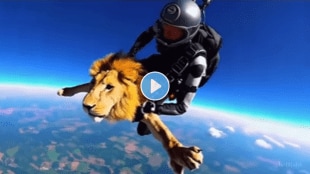 Lion skydiving
