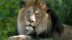 Asiatic lions : गुजरातमध्ये आशियाई सिंहाची संख्या वाढली, मागच्या पाच वर्षांत संख्या ६७४ वरुन ८९१ वर
