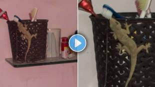 Lizard viral video
