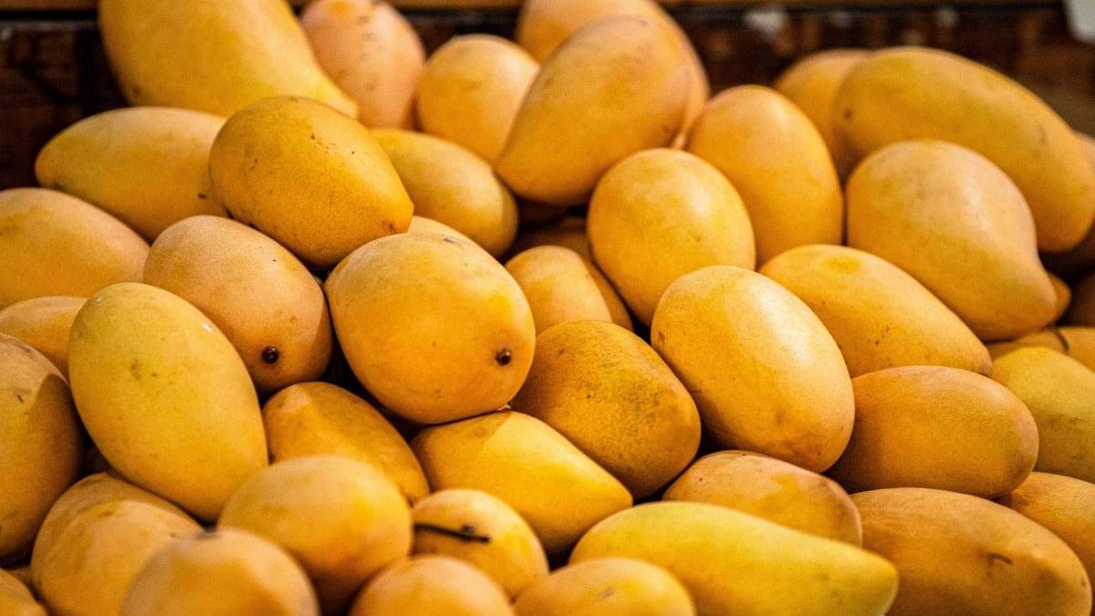 Mango health benefits