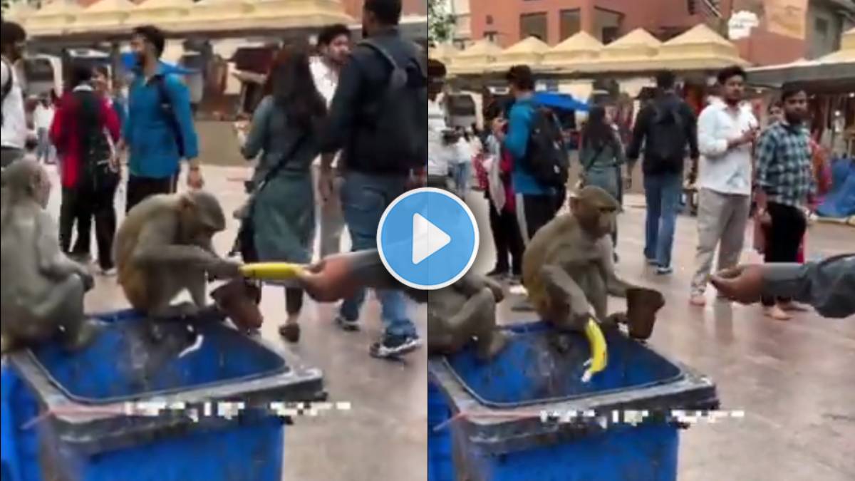 Monkey funny Viral Video