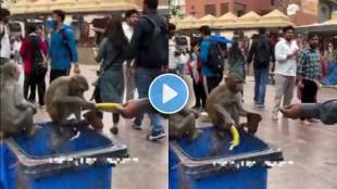 Monkey funny Viral Video